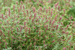 Rotala densiflora